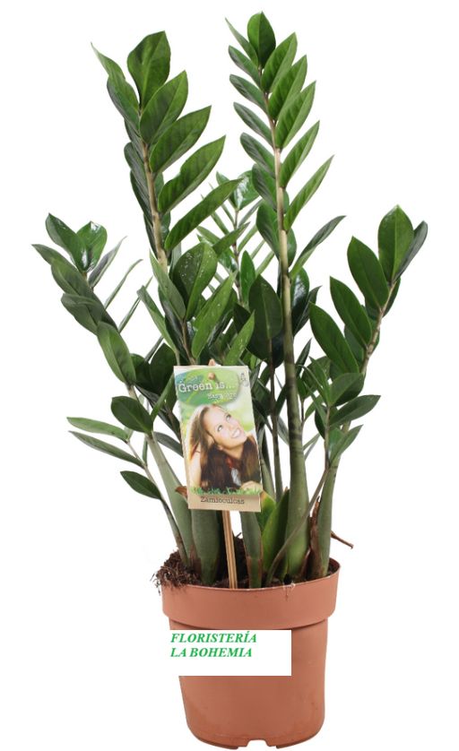 Zamioculcas