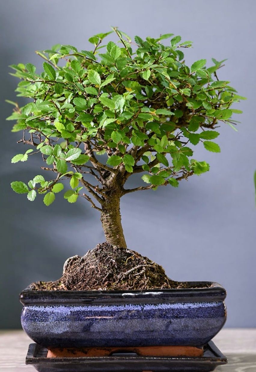 Bonsái Zelkova (Olmo japonés) 5 años