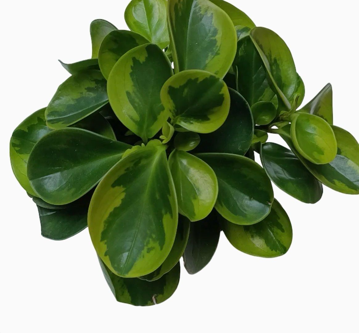 Peperomia Obtusifolia Peperomia Obtusifolia