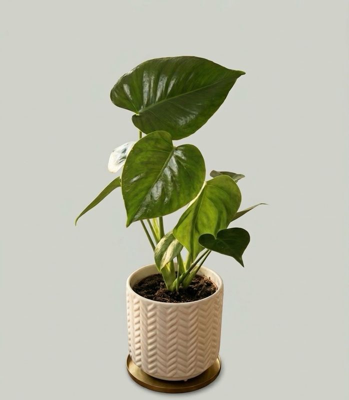 Monstera Deliciosa Monstera Deliciosa