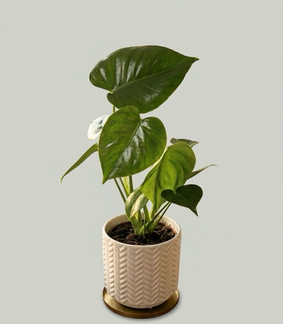 Monstera Deliciosa Monstera Deliciosa