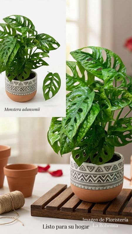 Monstera adansoni Monstera adansoni