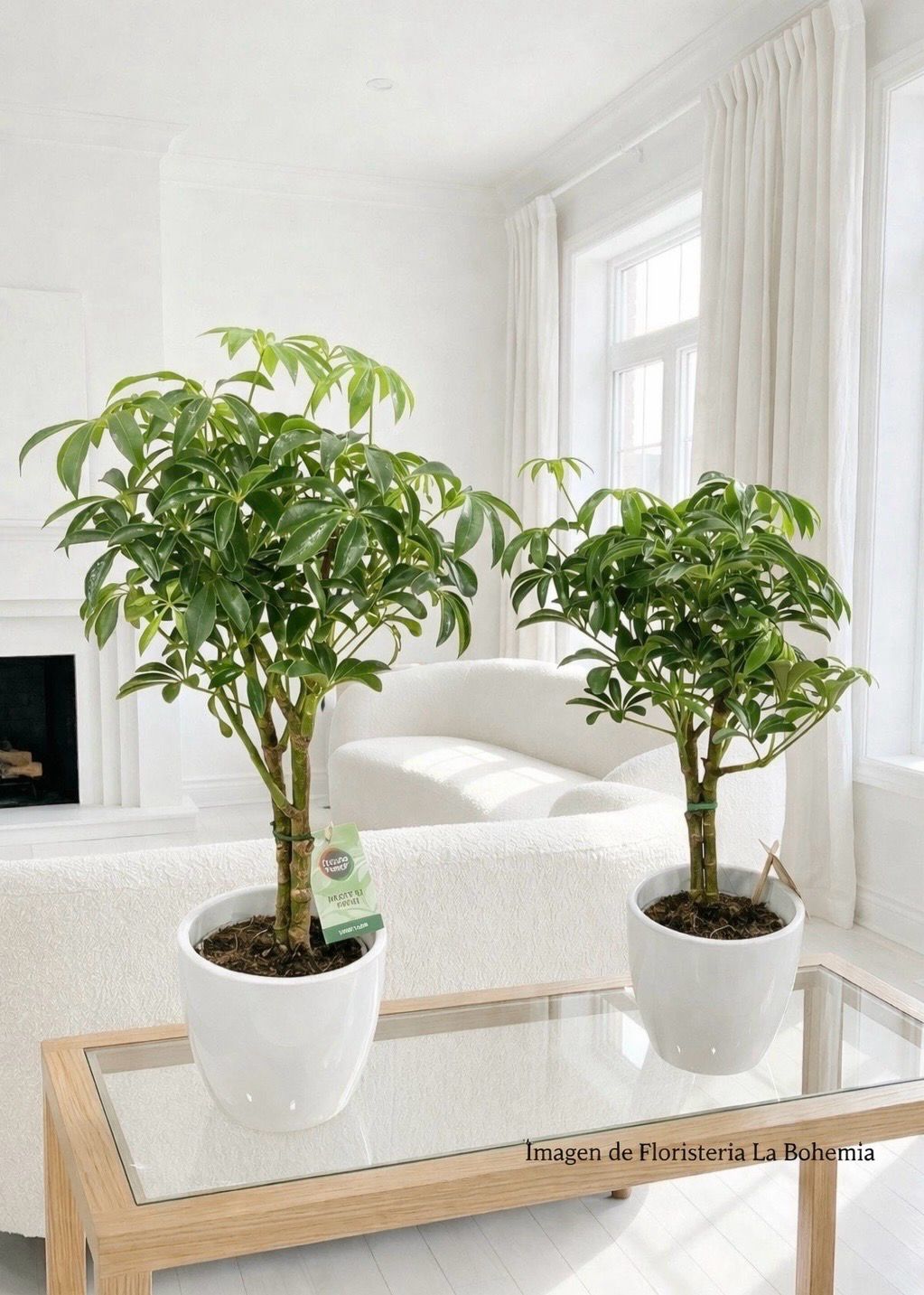 Schefflera Arboricola Schefflera Arboricola