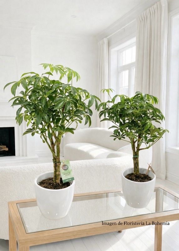 Schefflera Arboricola Schefflera Arboricola