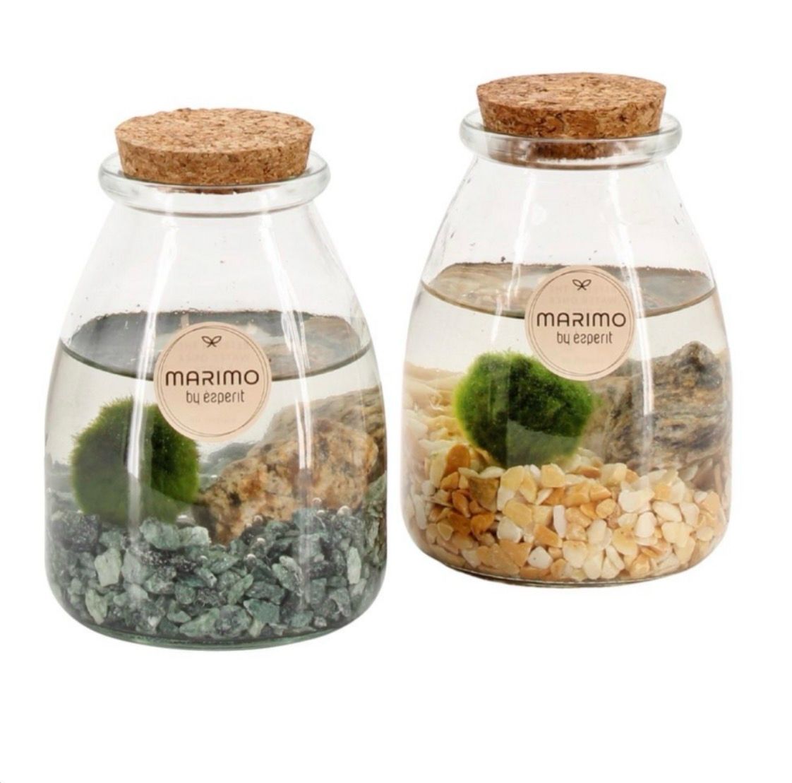 Terrario Submarina Marimo