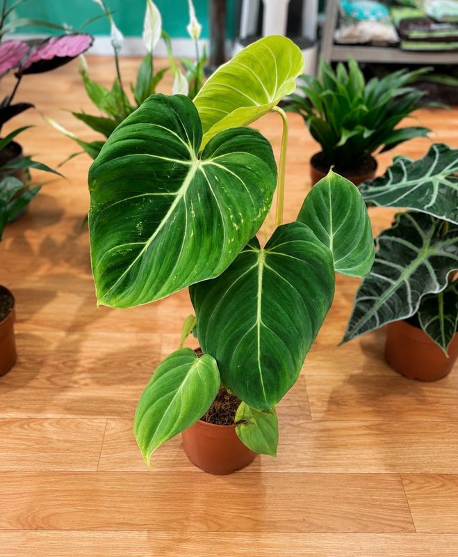 Philodendron gloriosum Philodendron gloriosum
