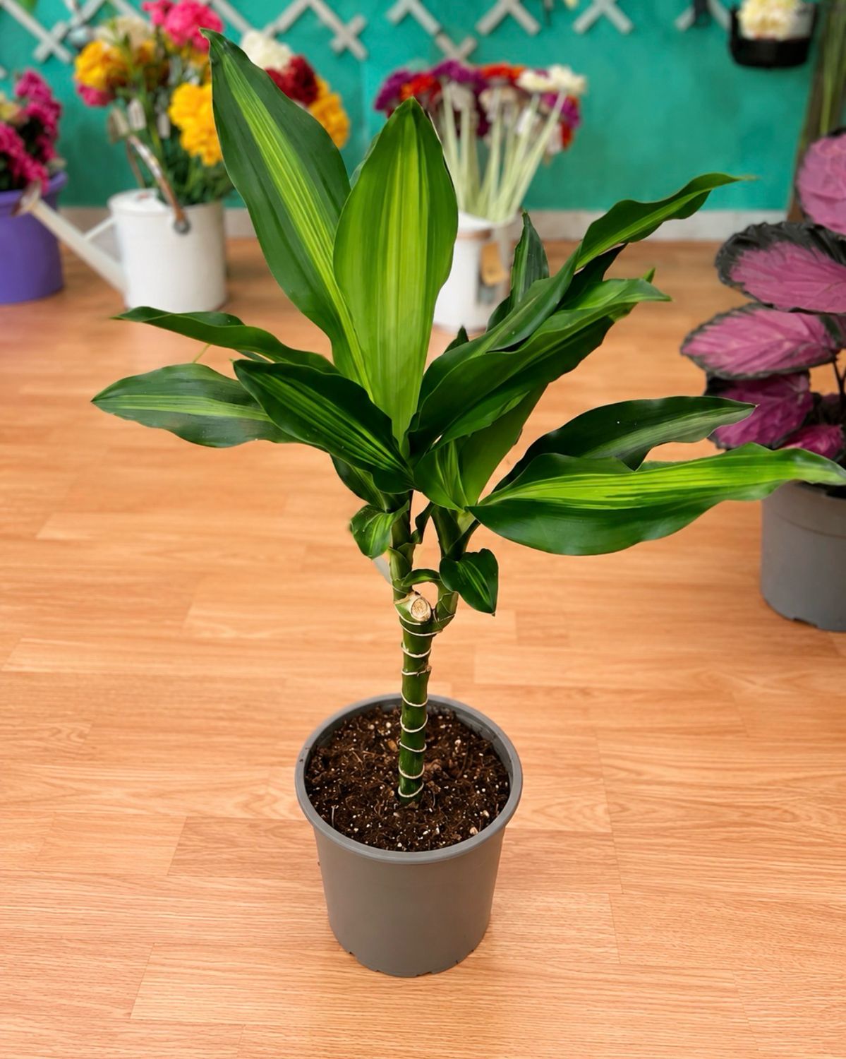 Dracaena Massangeana (Pequeña)
