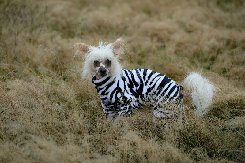 Wilder Wellness-Overall Wilder Wellness-Overall "Zebra"
