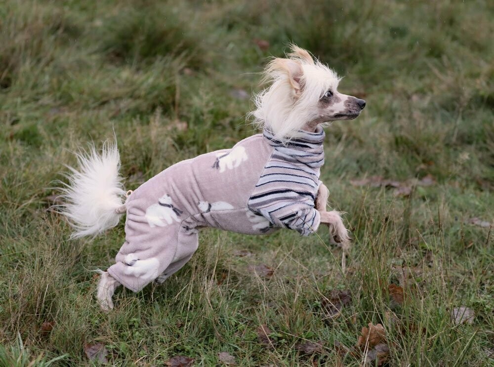 Einzelstück reduziert: Kuscheloverall Einzelstück reduziert: Kuscheloverall "Eisbär beige" für Hündinnen in P 4