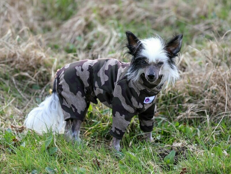 Camouflage-Overall "Flojo" für Rüden