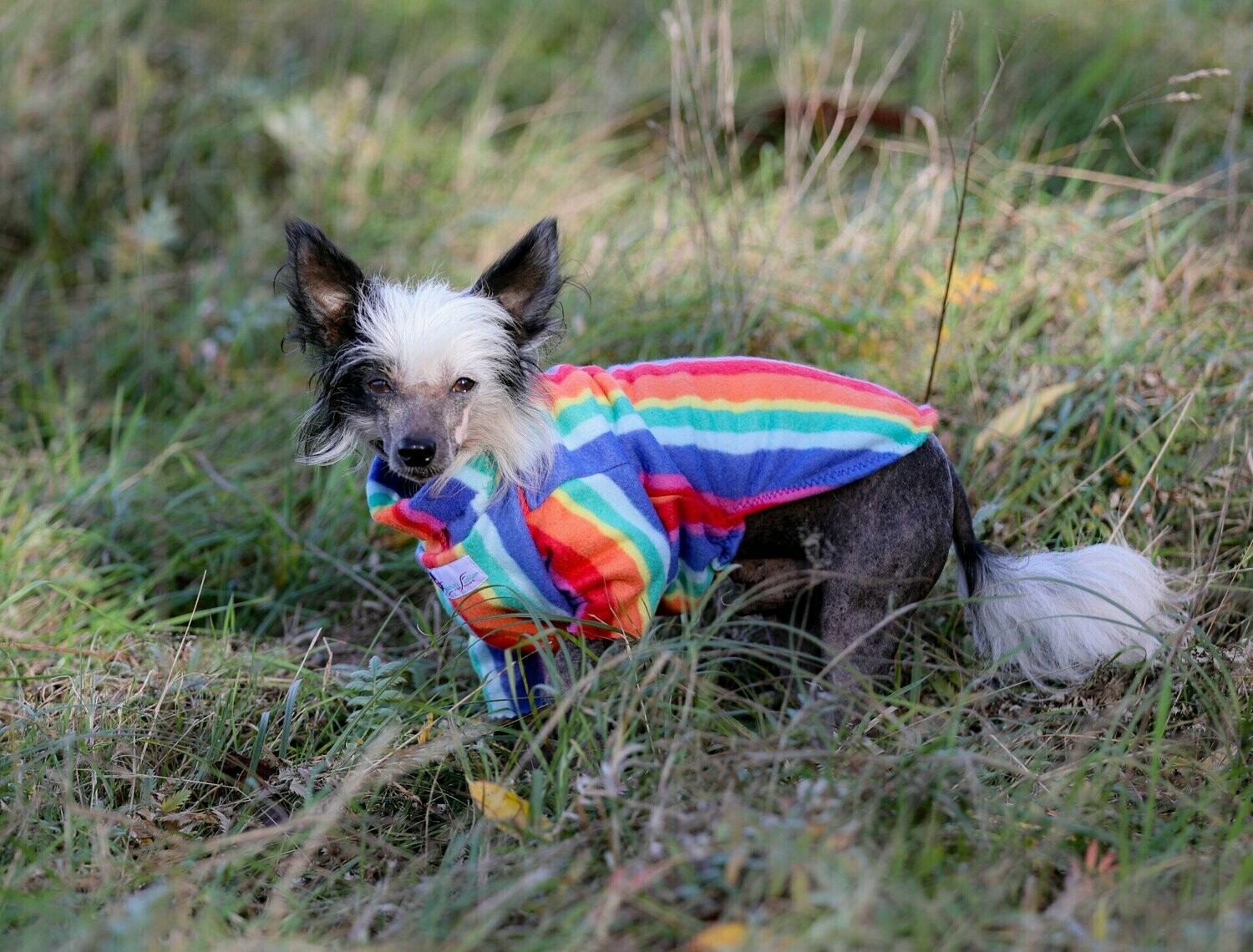 Rainbow-Pulli 2.0