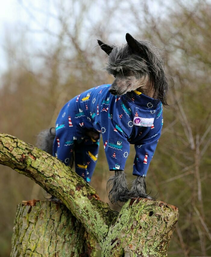 Reduziert: Hausanzug Reduziert: Hausanzug "Maritim" für Hündinnen