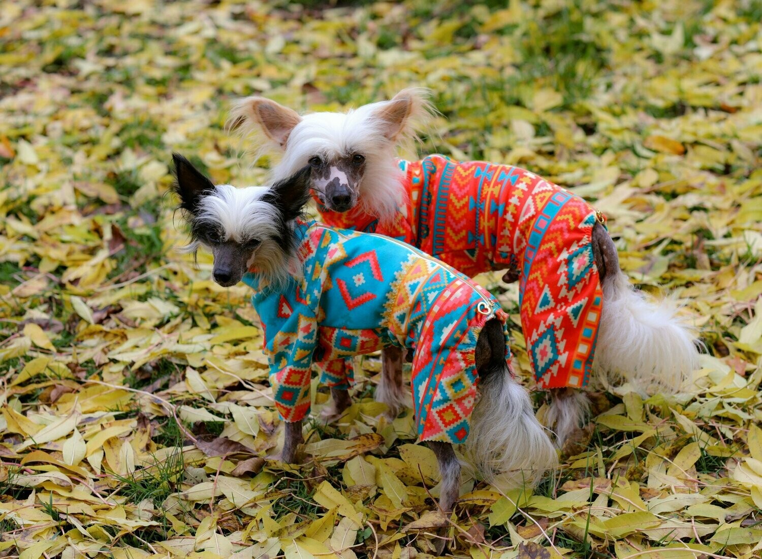 Freizeit-Anzug "Apache" für Hündinnen