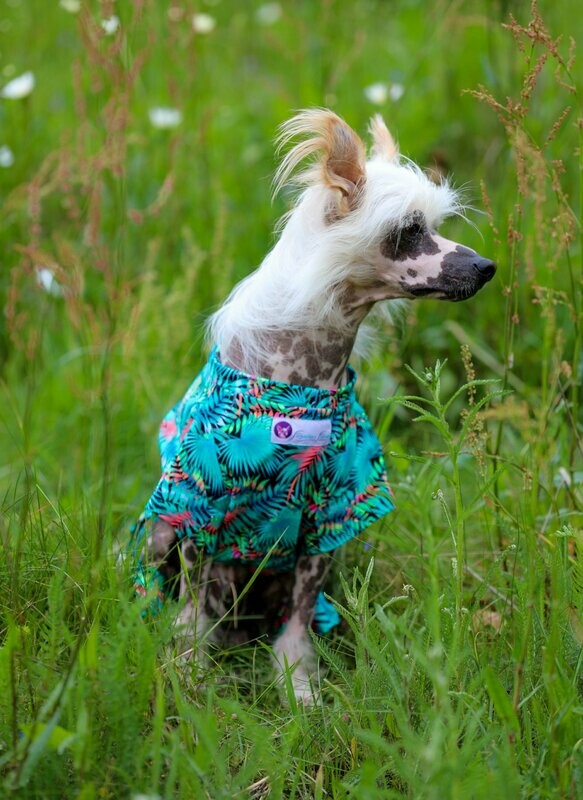 UV-Schutz-Shirt für große Hunde UV-Schutz-Shirt für große Hunde