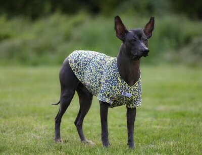 Exotic-Shirts für große Hunde