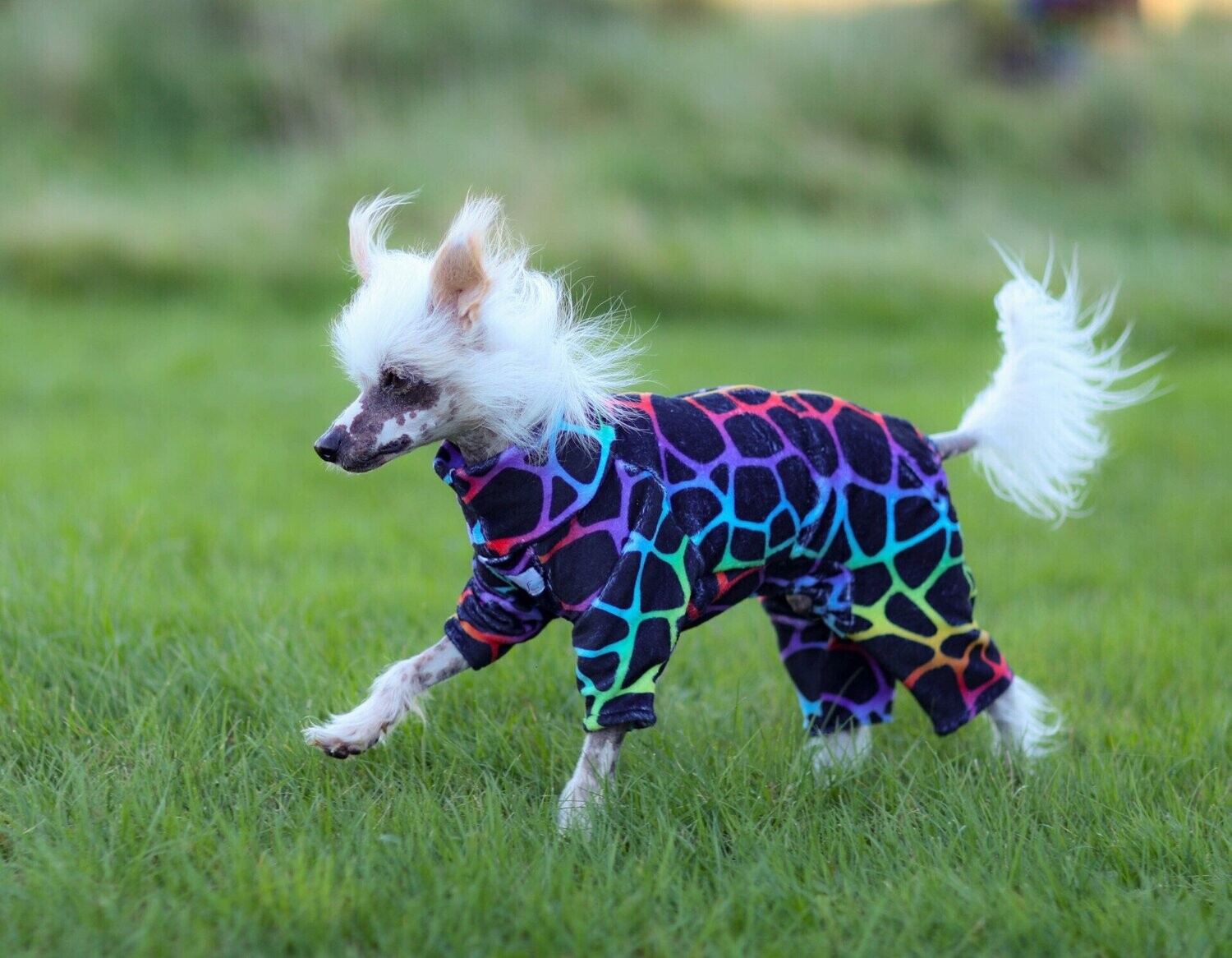 Overall "Wild Rainbow" für Hündinnen