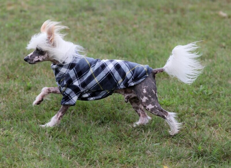 Highlander-Pulli Highlander-Pulli