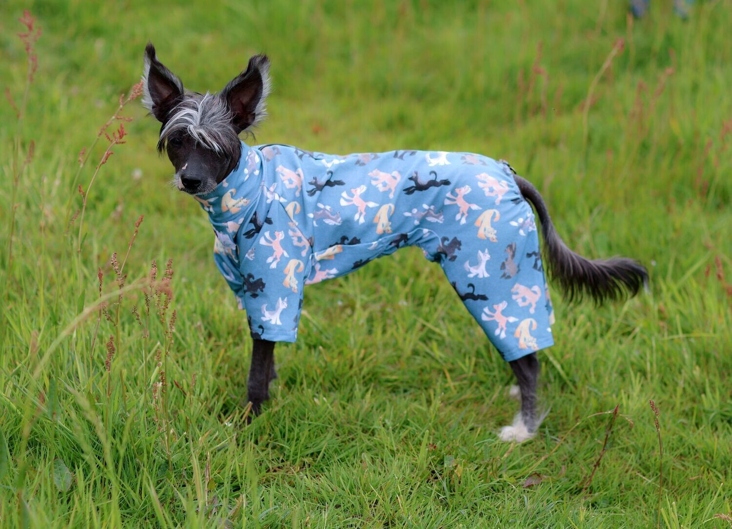 Sonderedition "Chinese Crested Blue"