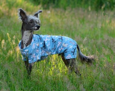 Sommer-Body "Chinese Crested"