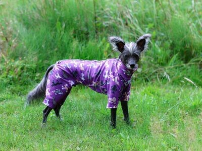 Sonderedition "Chinese Crested Lila"