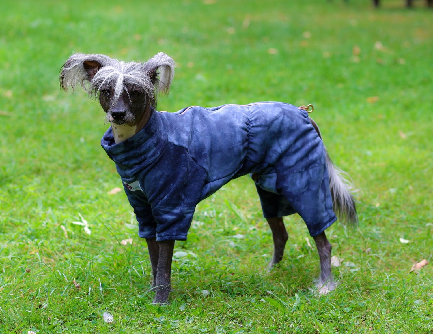 Overall "Blue Batik" aus French-Terry-brushed-Stoff für Rüden