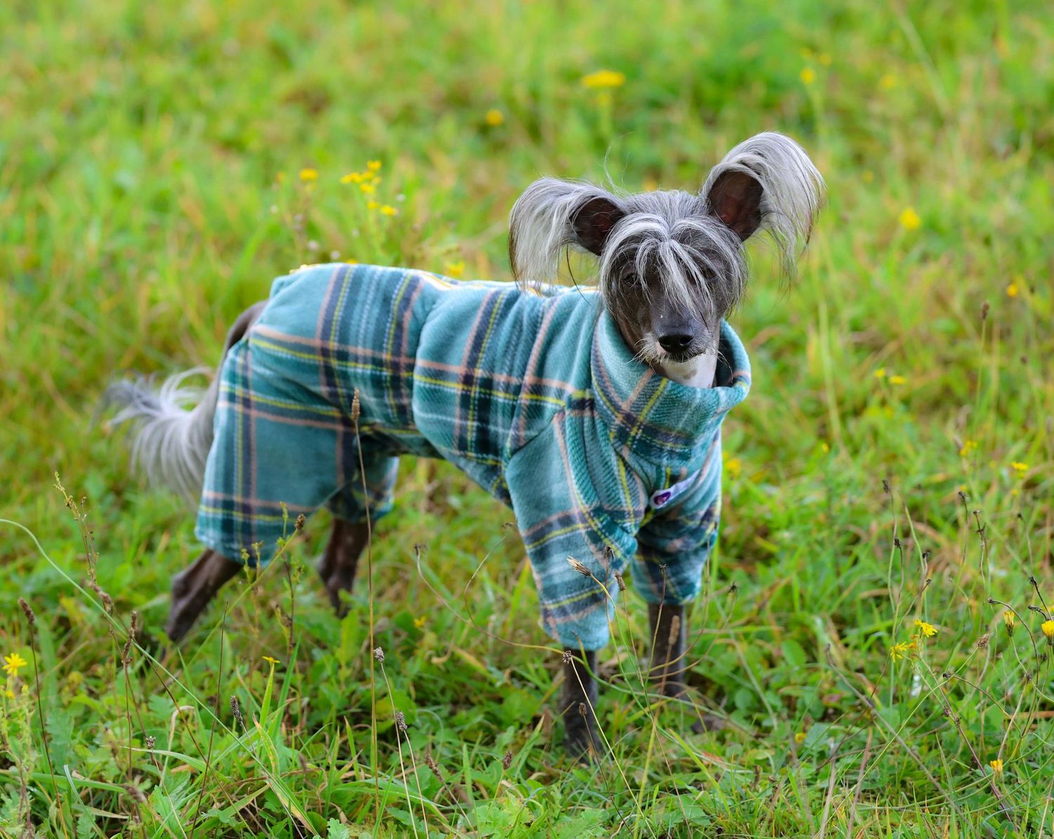 Wellness-Fleece Overall "Earl Green" und "Earl Honey" für Rüden, Farbe: Grün, Größe: P1