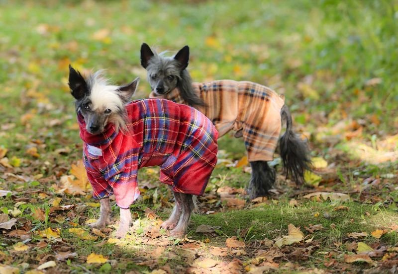 Wellness-Fleece Overall Wellness-Fleece Overall "Countess Red" und "Countess Honey" für Hündinnen