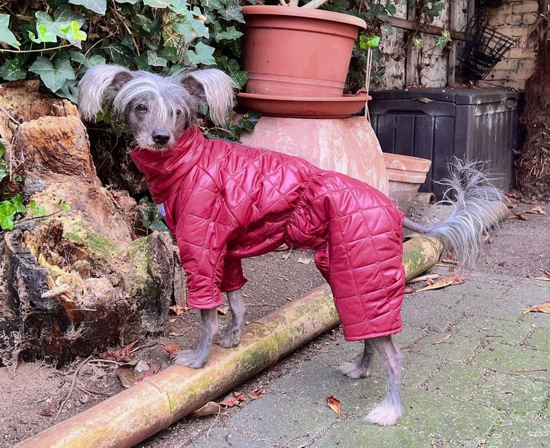 Stark limitierte Auflage: Winteroverall Stark limitierte Auflage: Winteroverall "Stepp-Wolf"