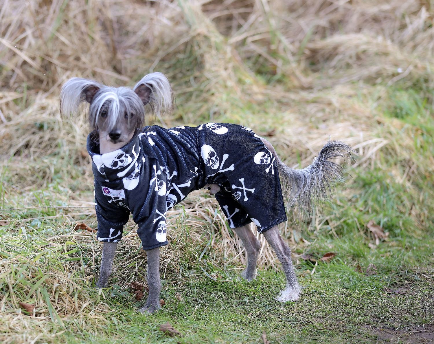 Wellness-Overall "Calavera" für Rüden