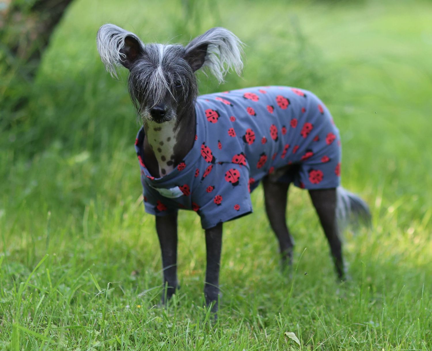 Sommer-Body "Coccinella"