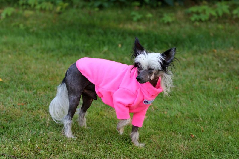 NEON-Pulli "Pink Flamingo" und "Sweet Orange"