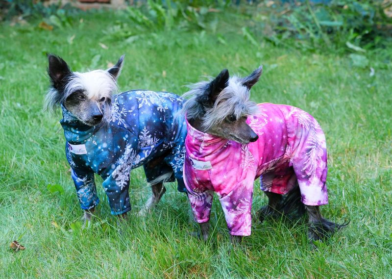 Wunderschöner  Overall  Wunderschöner  Overall "Eisblume"  für Hündinnen in zwei Farben