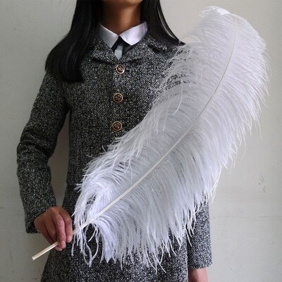 Plume d&#39;autruche
