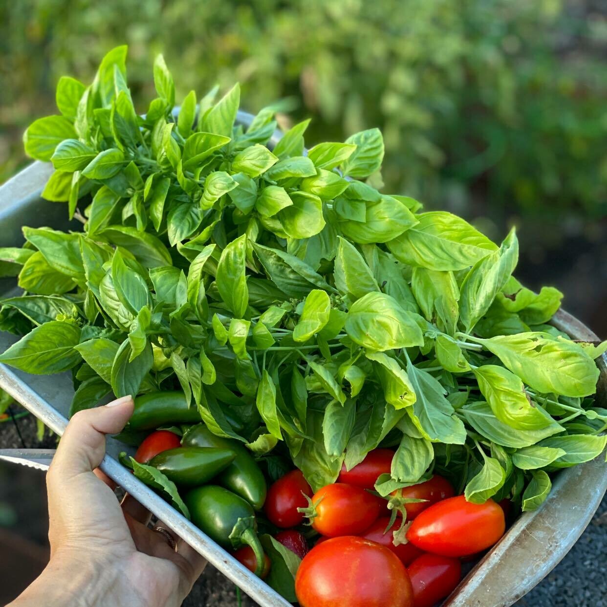 Basil Salt 🌿