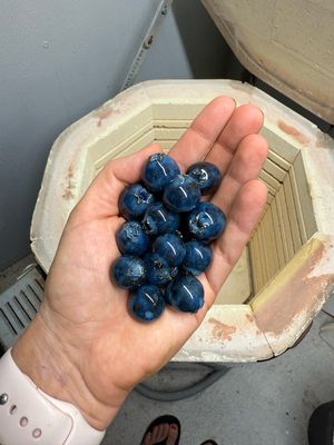 Blueberry - Individual or 10 Pack