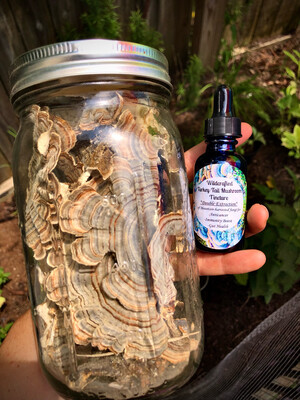 Mountain Turkey-Tail Tincture (Gut Harmonizer)