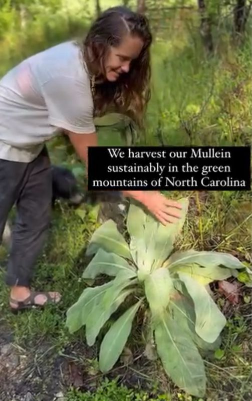 1oz Dried Mullein