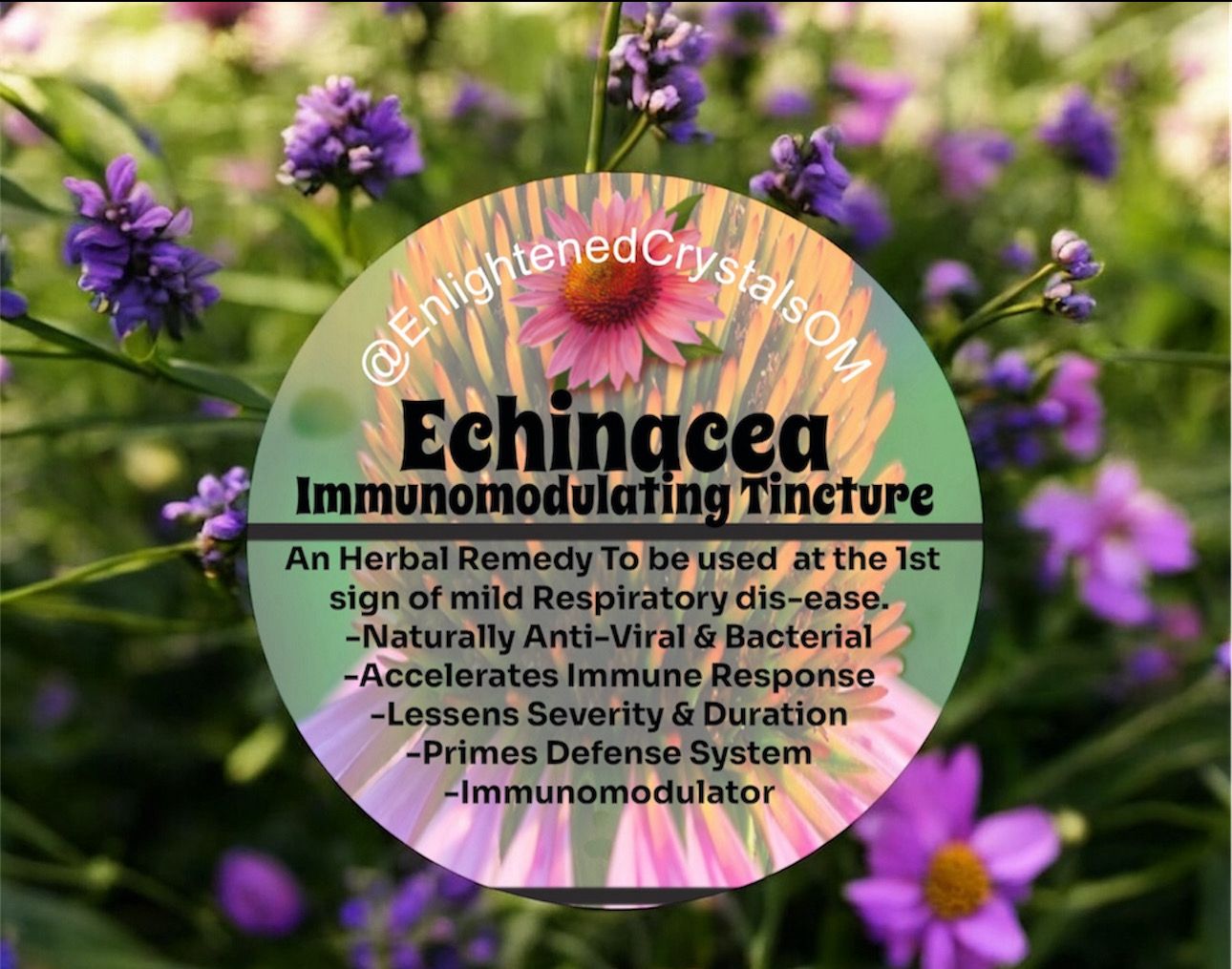 Echinacea Tincture (Broad Spectrum Antibiotic)
