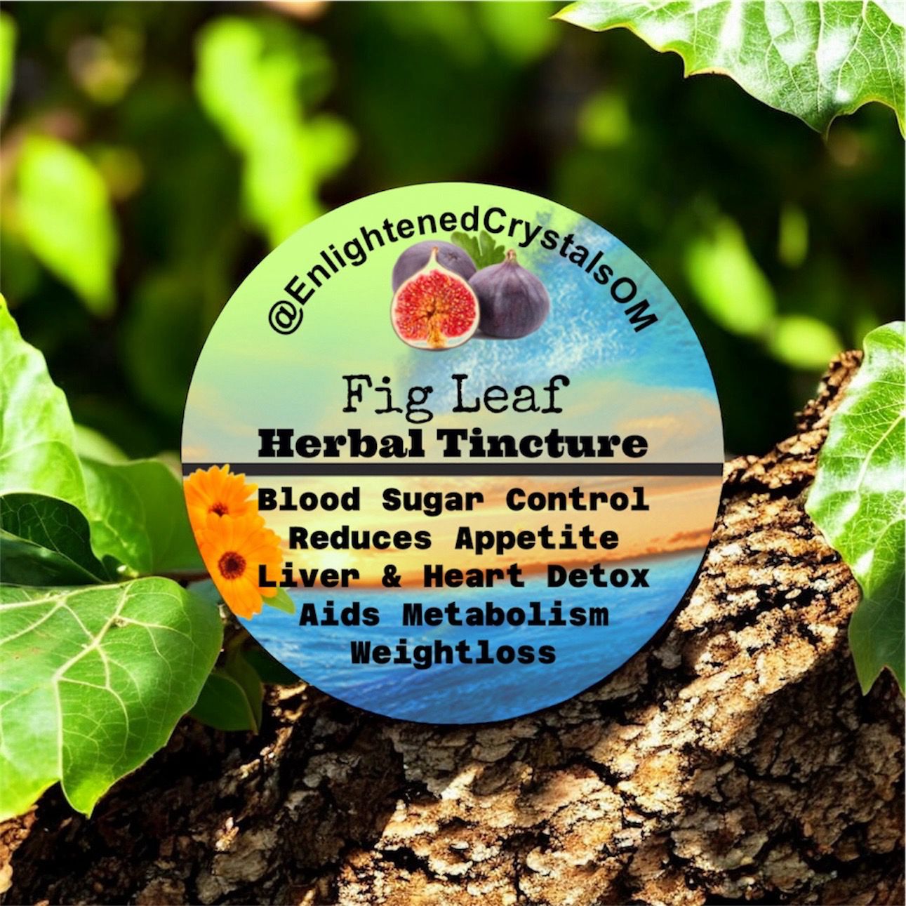 Fig Leaf Tincture (Blood sugar/ Metabolism)