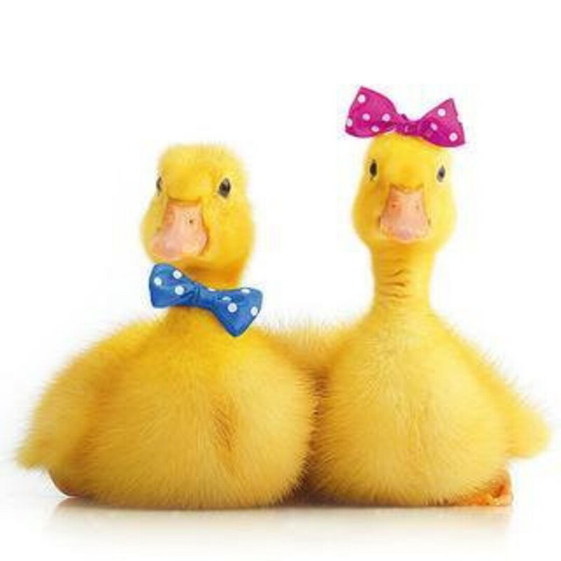 Servietten Little Ducks