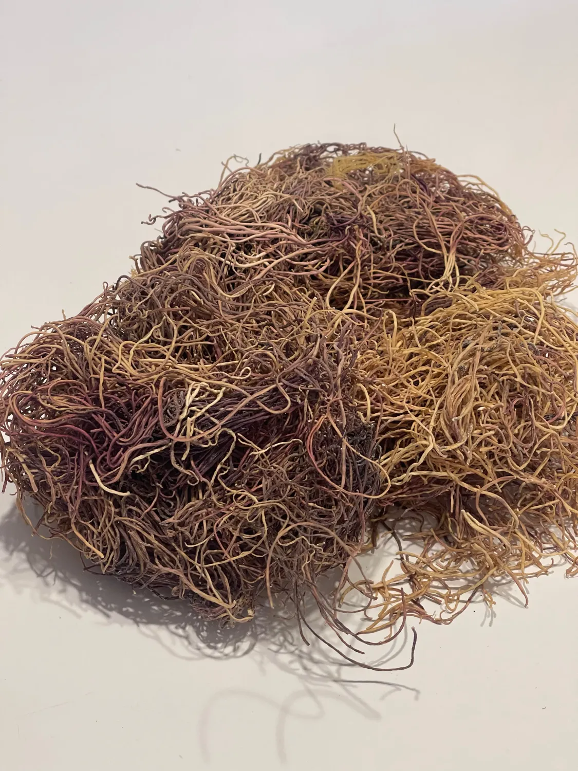 Irish Sea Moss |  Gold Seamoss | Wildcrafted - 100% Authentic &amp; Natural | 1 LB/Pound - 16oz (BUY 3 GET 1 FREE)