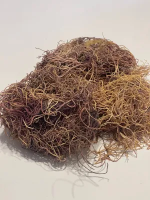 Irish Sea Moss |  Gold Seamoss | Wildcrafted - 100% Authentic &amp; Natural | 1 LB/Pound - 16oz (BUY 3 GET 1 FREE)