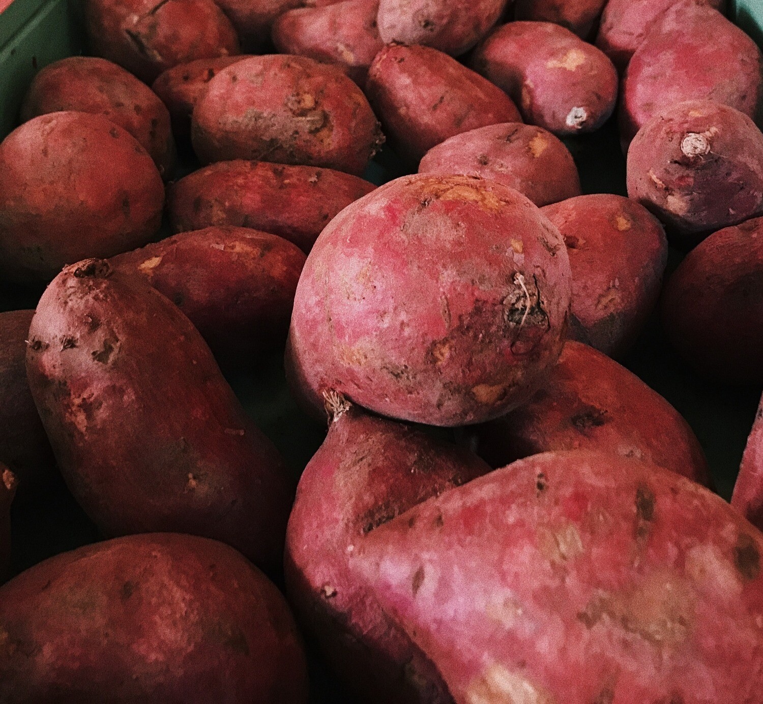 SC Sweet Potatoes