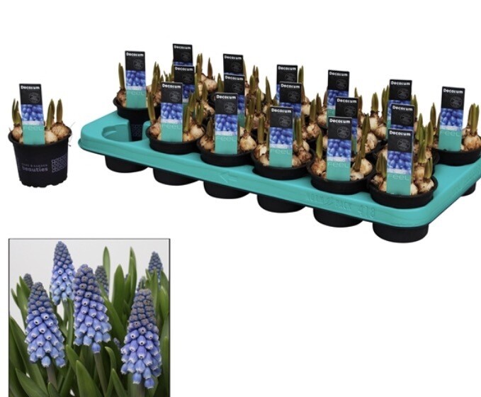 The Winter Bulb Box (4 x pots with approx 18-20) Blue Muscari The Winter Bulb Box (4 x pots with approx 18-20) Blue Muscari