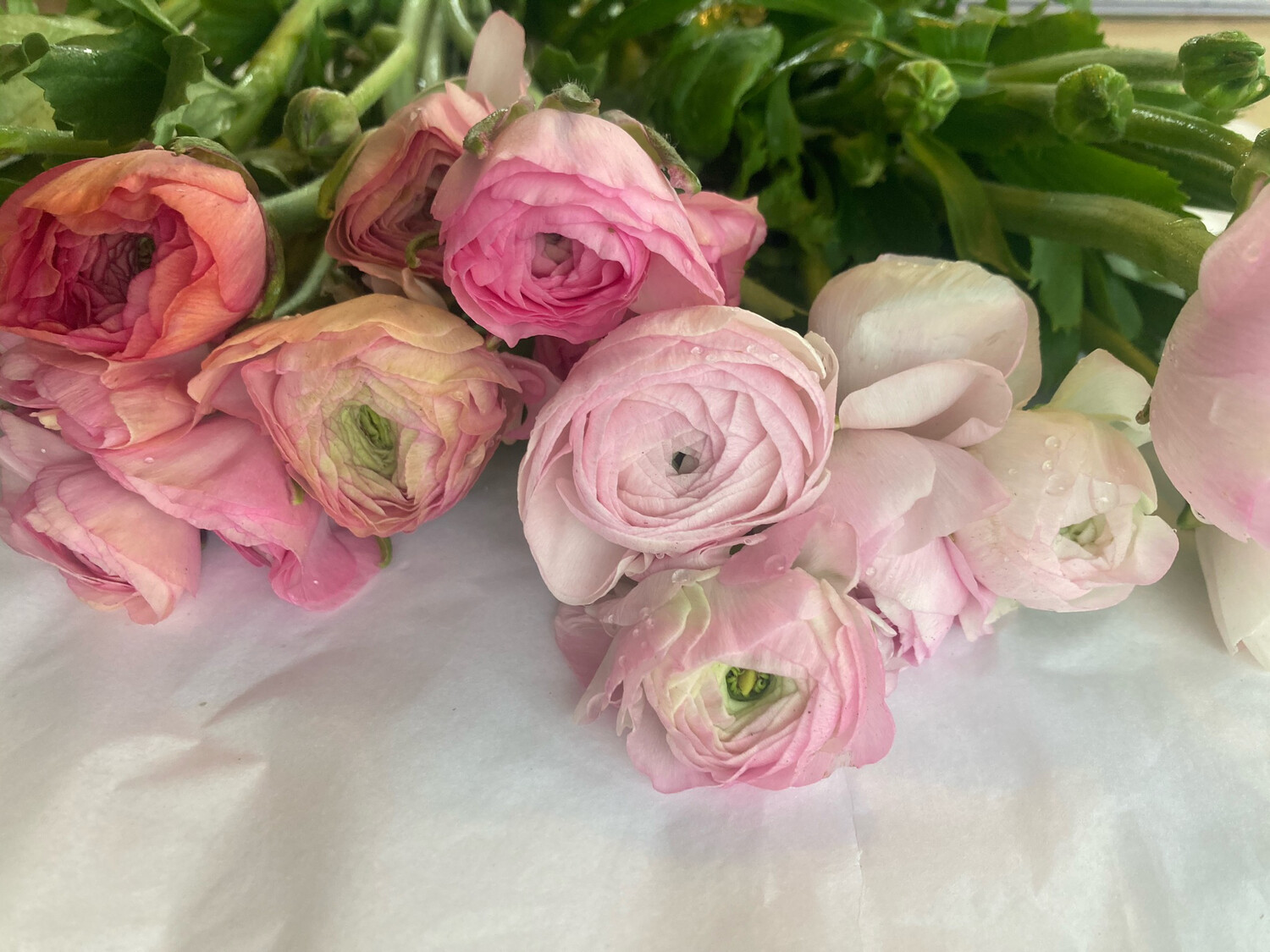 The Ranunculus Box (pink) The Ranunculus Box (pink)