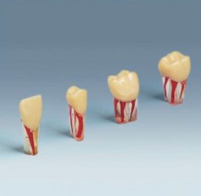 Endo Teeth