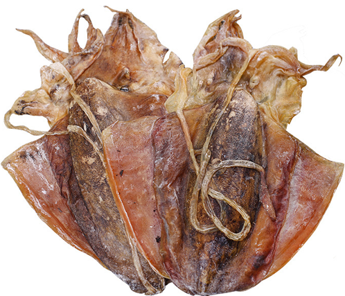SQUID 墨鱼 (L)