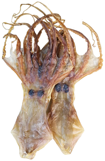 OCTOPUS 八爪鱼 (XL)