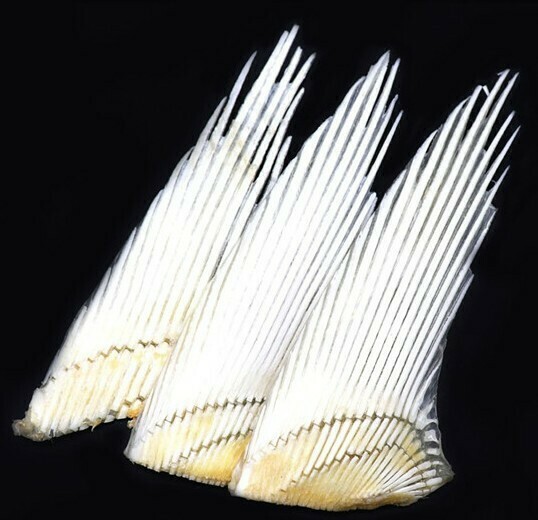 SHARK'S BONE 鲨鱼骨 (S)