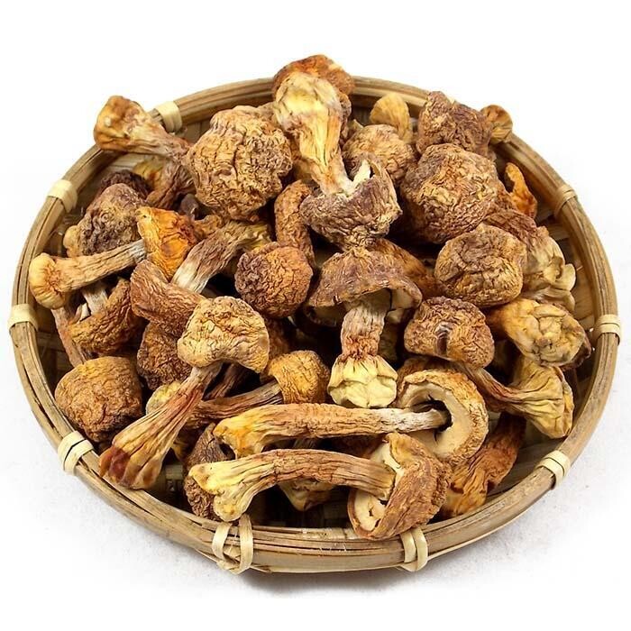 MUSHROOM BRAZIL 巴西磨菇